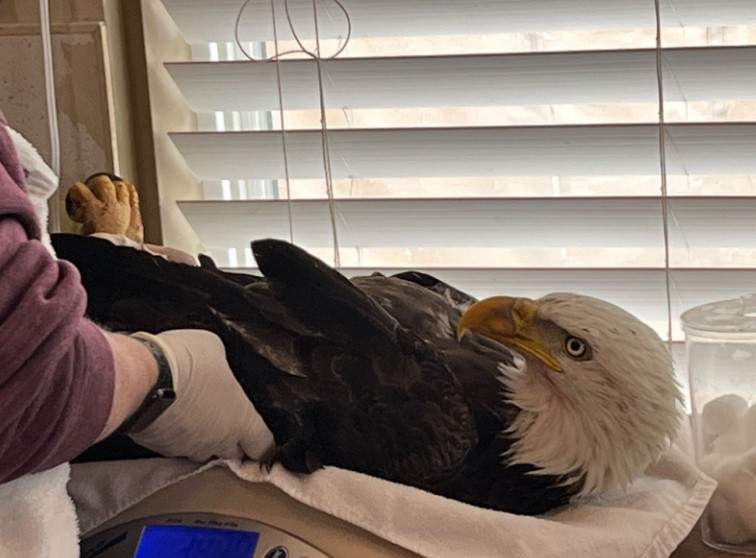 Bald eagle shot near Northglenn, wildlife officers search for culprit