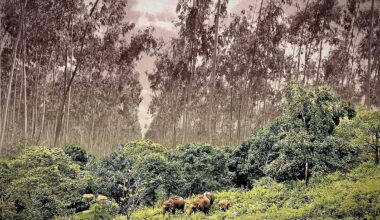 Modi govt allows commercial plantations in forests, drops safeguards