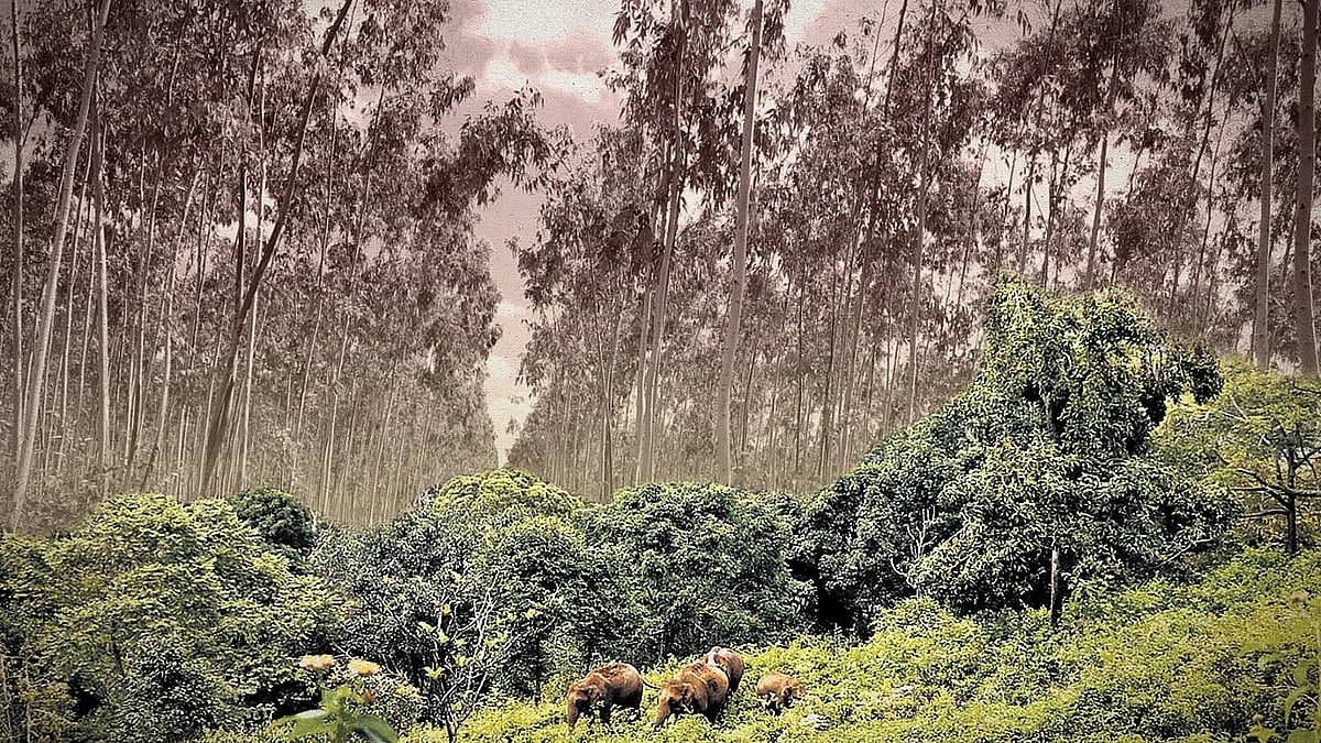 Modi govt allows commercial plantations in forests, drops safeguards