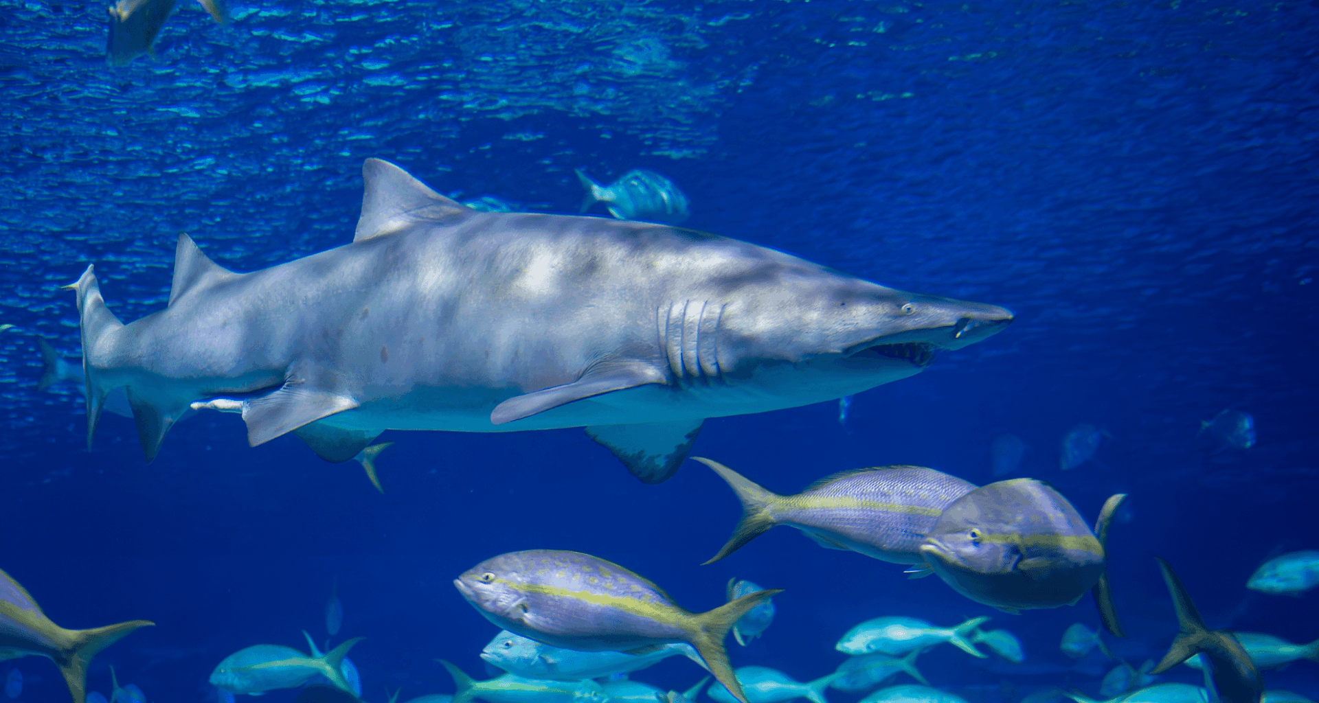 This Forgotten Mass Extinction Event Rewrote The Future Of Marine Life Forever!