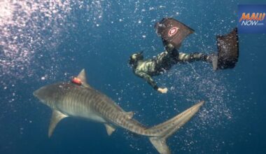Acoustic tracking of tiger sharks at Olowalu finds they mate during Maui’s whale season : Maui Now