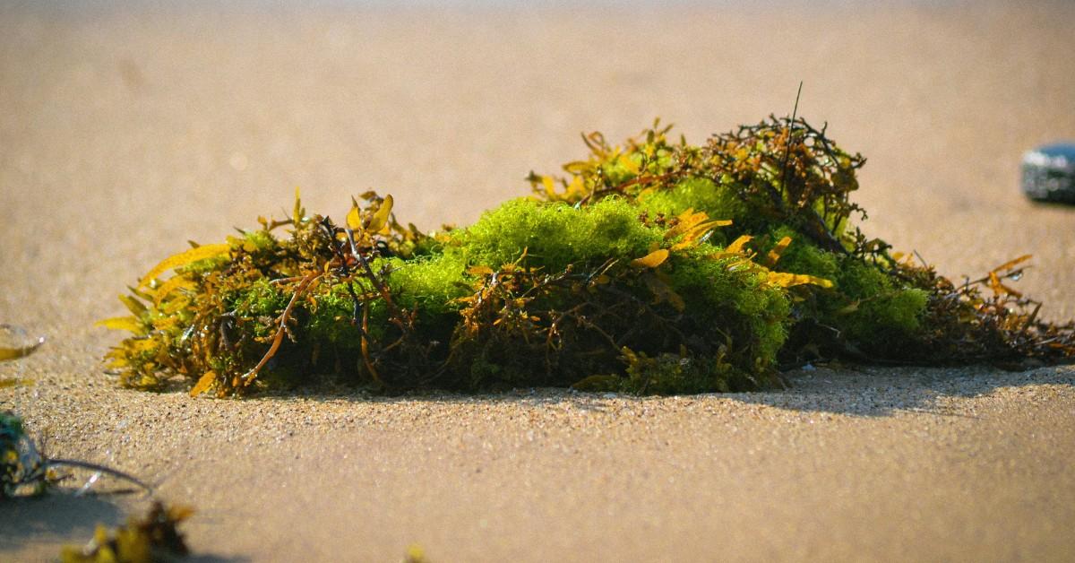 Sea moss lays on the sand at the beach