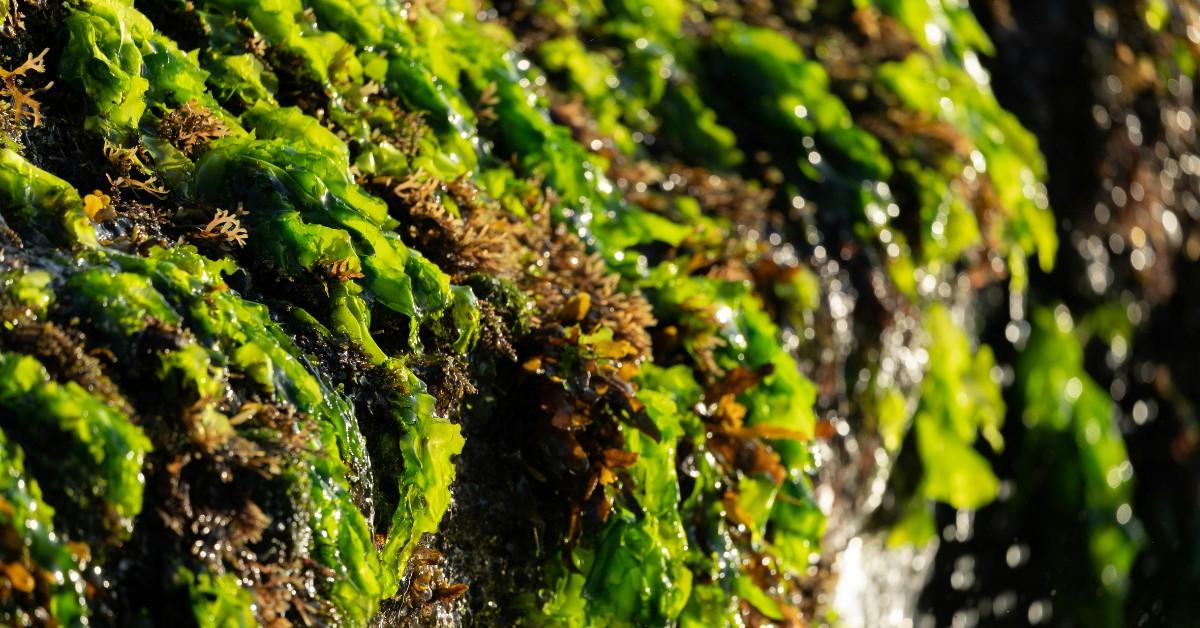 A rock is covered in sea moss and weeds