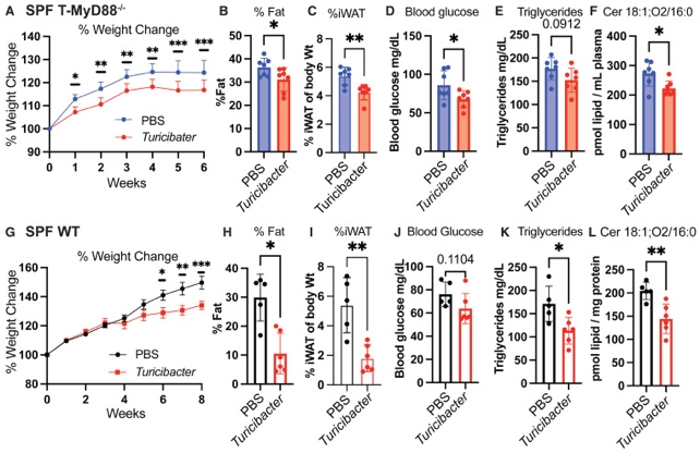 Researchers Discovered a Gut Microbe That Can Singlehandedly Halt Weight Gain in Mice