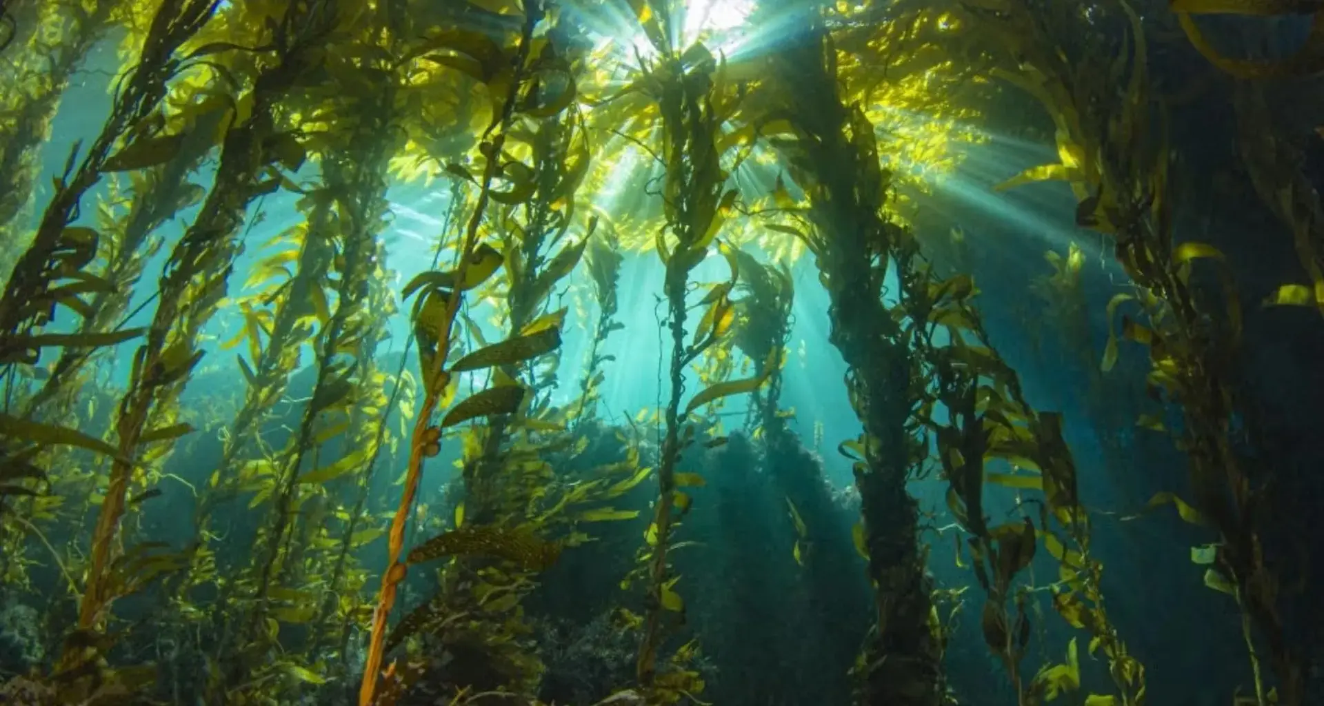 “Marine darkwaves”: Hidden ocean blackouts are putting sealife at risk