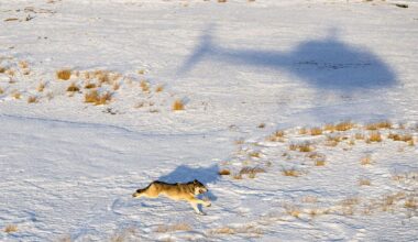 Another gray wolf relocated to Colorado has died, bringing the total to 11 of 25