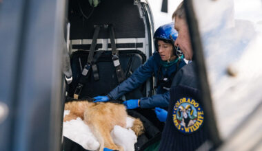 Colorado answers Trump administration's demand for information about wolf reintroduction, pushes back on malfeasance accusations