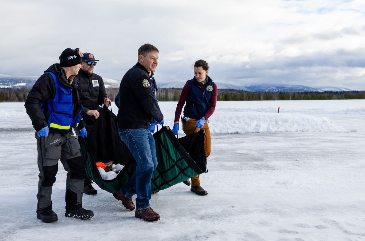 Three men and a woman carry a sling holding a sedated wolf the animal is not visible in the green sling.