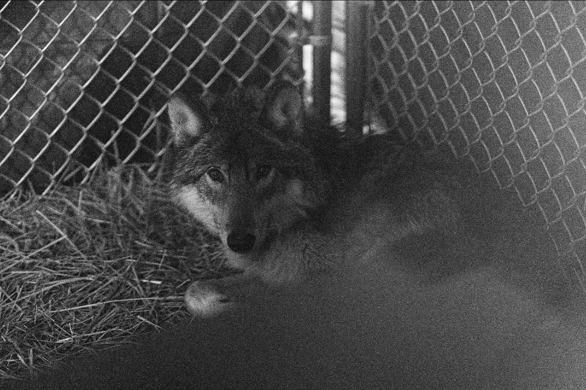 An image that looks to be from a security camera shows a wolf looking straight at the camera
