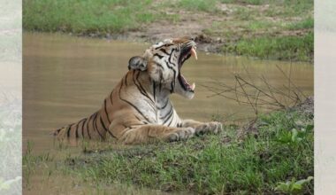 India’s tiger population likely to jump by 10% in new census. ‘But, running out of space’