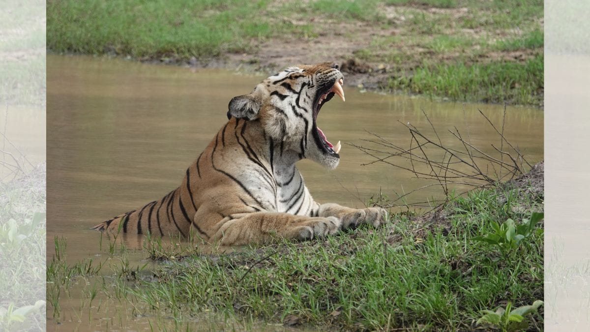 India’s tiger population likely to jump by 10% in new census. ‘But, running out of space’
