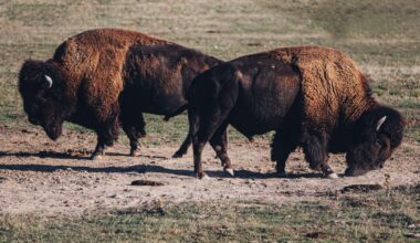 Colorado hunters welcome to enter 'bison roster' for chance to hunt the animals