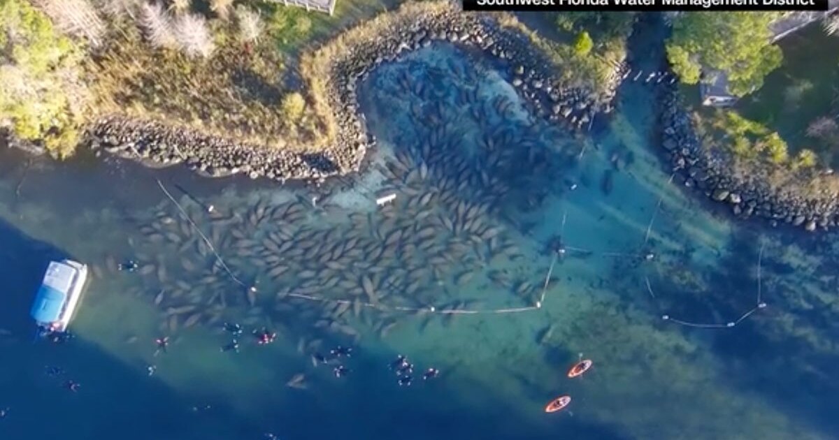 Manatees huddle together for warmth on New Year's Eve