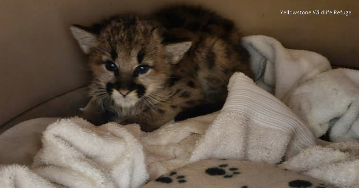 Yellowstone Wildlife Sanctuary raising funds to keep mountain lion kitten