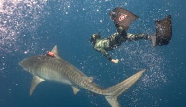 A tiger shark mating mystery has been solved — and it happens in Olowalu, Maui