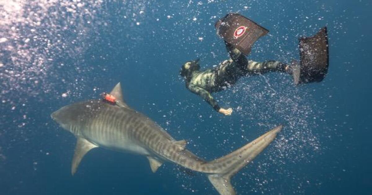 A tiger shark mating mystery has been solved — and it happens in Olowalu, Maui