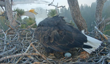 Big Bear bald eagles - laist.com
