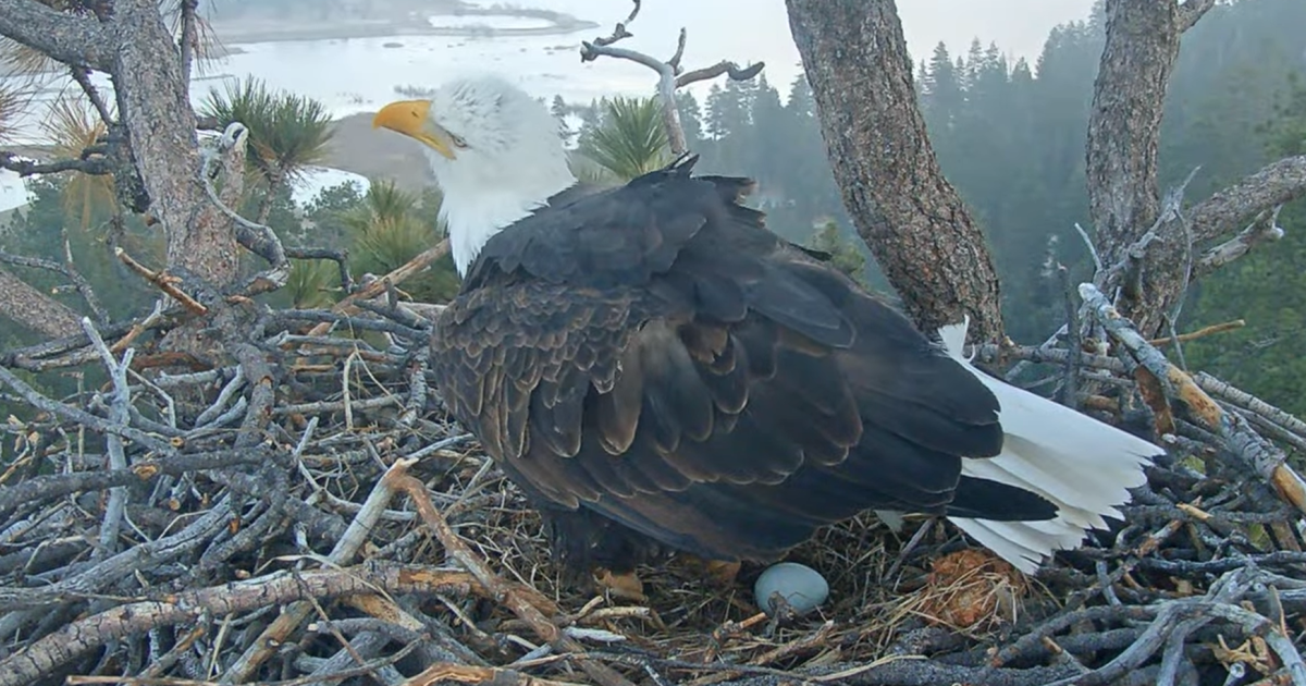 Big Bear bald eagles - laist.com