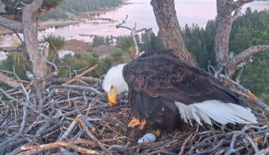 Second egg seen in Big Bear’s famous bald eagle nest