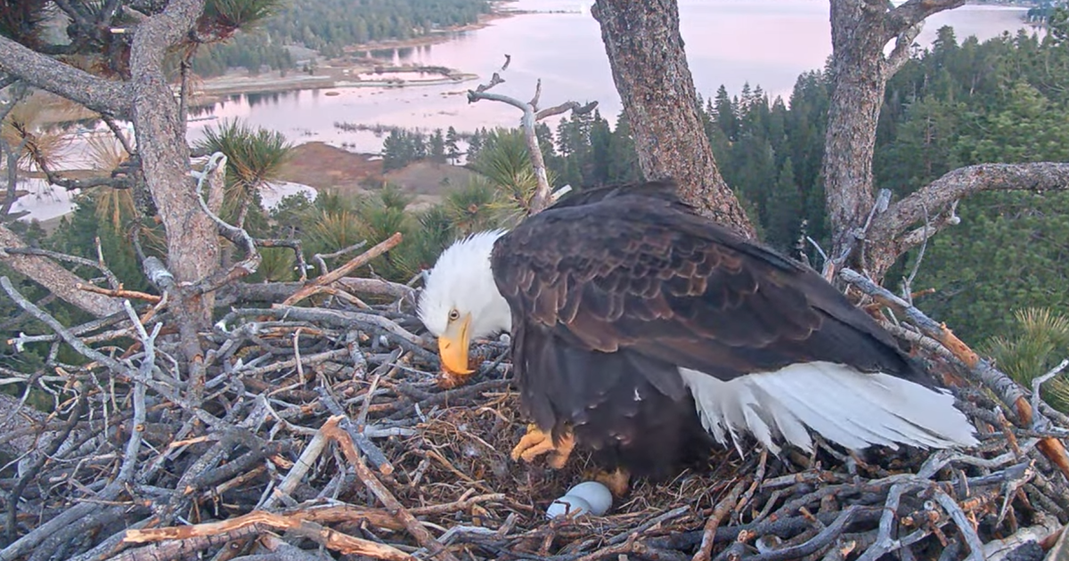 Second egg seen in Big Bear’s famous bald eagle nest