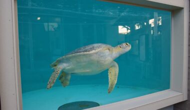 Want to see Porkchop the sea turtle? Rescue habitat is now open in Long Beach