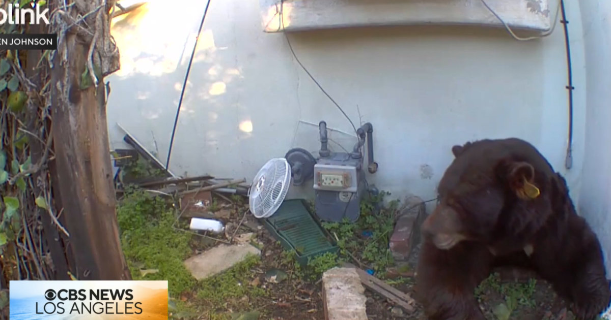 Bye bye Barry: Large black bear finally leaves Altadena home