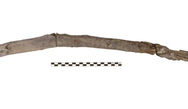 Ancient wooden tools from Greece are the oldest found yet