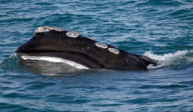 Rare whale species sees more babies, yet extinction fears persist