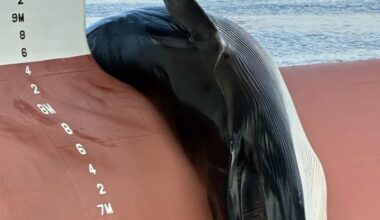 Dead whale found on bow of ship docked in New Jersey