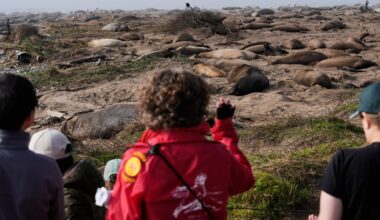 Experience the spectacle of elephant seals at Año Nuevo State Park