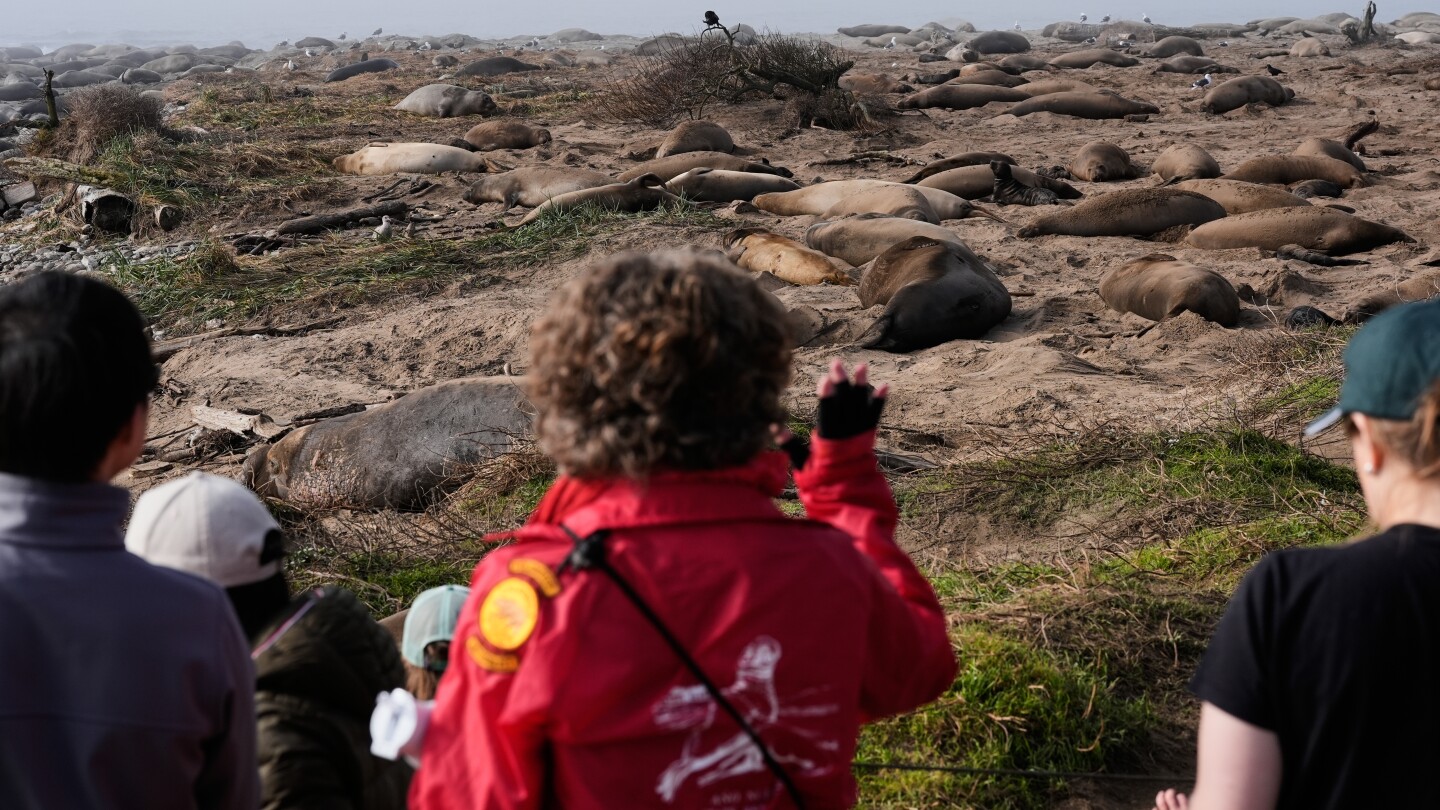 Experience the spectacle of elephant seals at Año Nuevo State Park