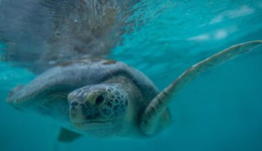 Long Beach aquarium doubles capacity to care for hurt sea turtles, like 'Porkchop'