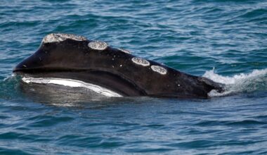 A rare whale is having an encouraging season for births. Scientists warn it might still go extinct