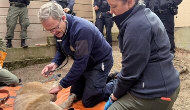 Mountain lion caught in San Francisco. 'We locked eyes,' resident says