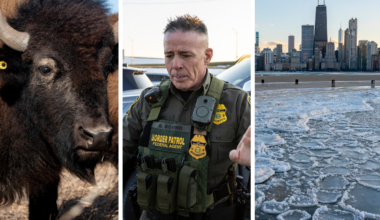 Bison herd leads charge to restore Prairie State
