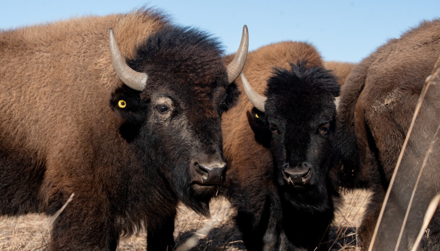 A look at Kane County’s first bison herd