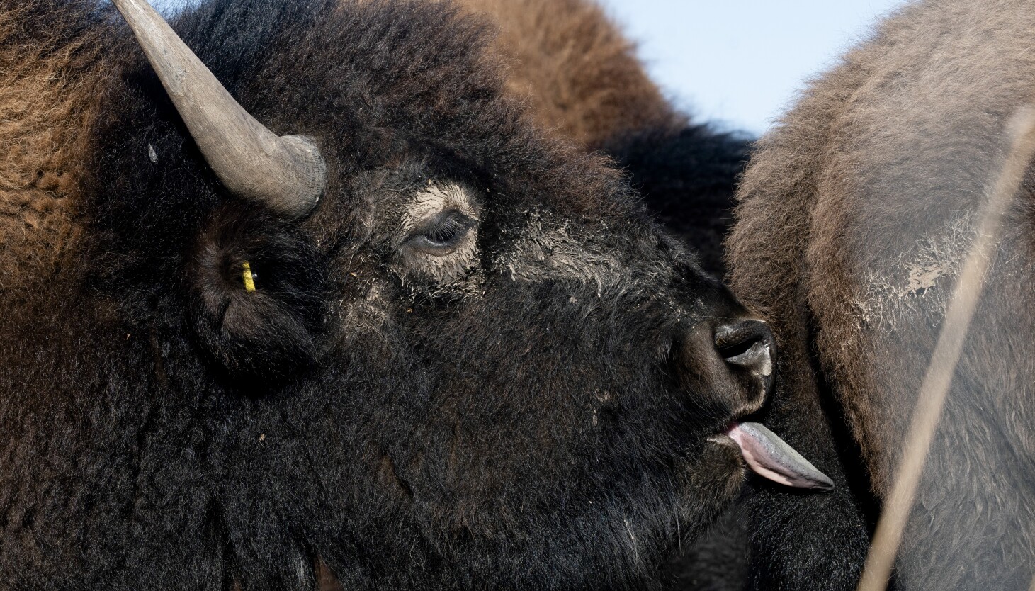 How we photographed a bison herd near Chicago