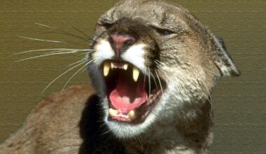 Mountain lion sightings reported across San Luis Obispo