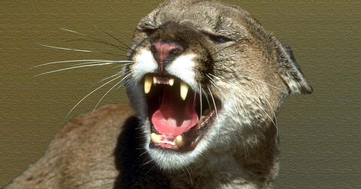 Mountain lion sightings reported across San Luis Obispo