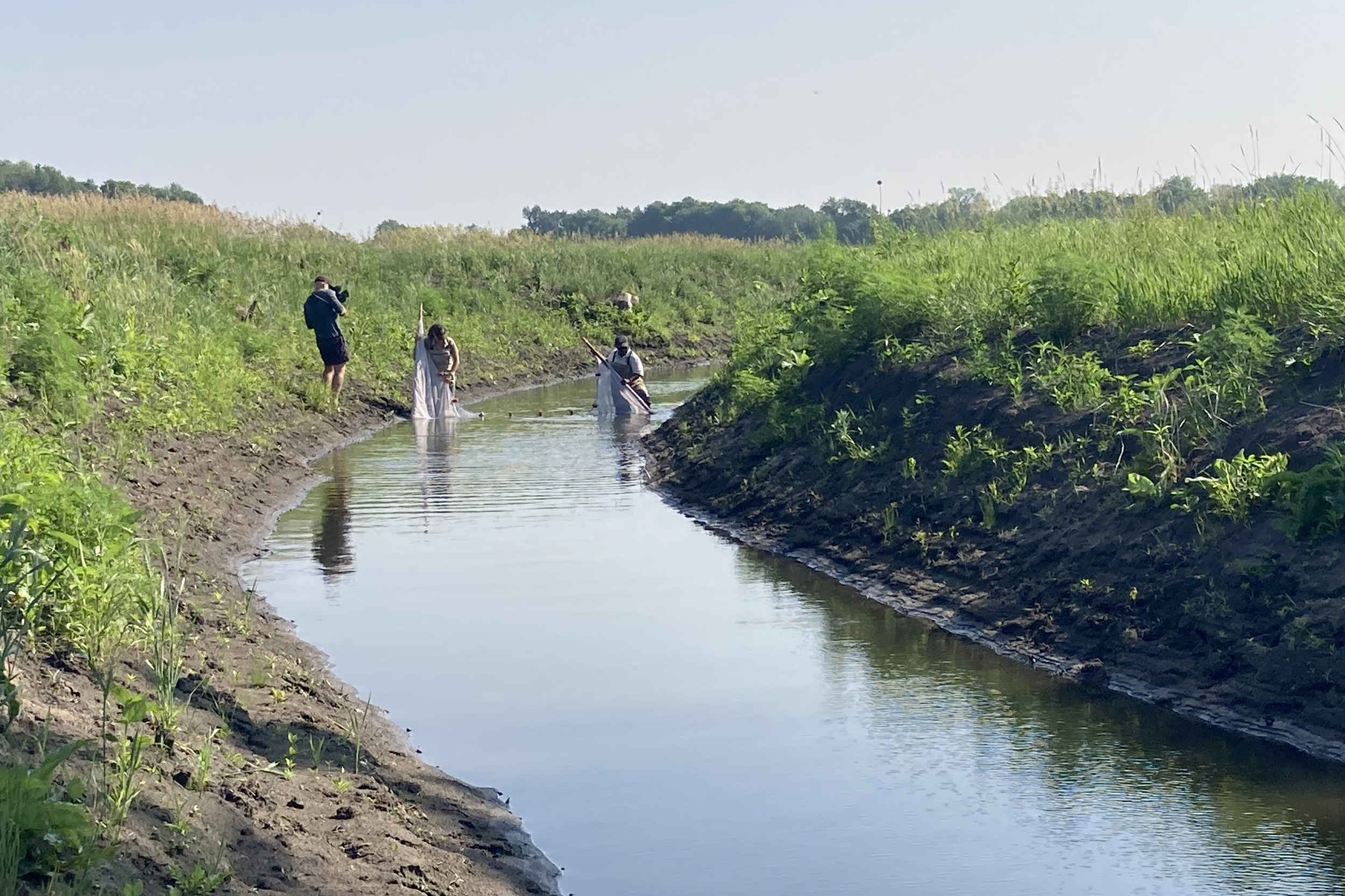 Fish biologists from the La Crosse Fish and Wildlife Conservation Office survey for endangered Topeka shiners using a seine net in a recently restored oxbow in Iowa. Credit: Cristina Dahl/USFWS
