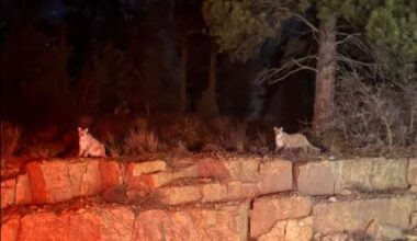 Mountain lion sightings northeast of Durango raise concerns