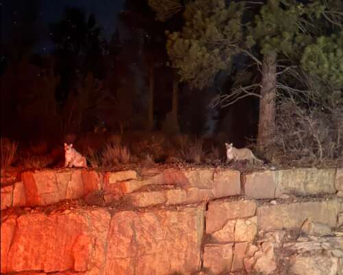 Mountain lion sightings northeast of Durango raise concerns