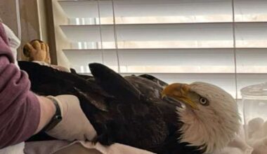 Colorado wildlife officials search for person who shot bald eagle with ball bearing