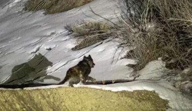 No new wolves will be translocated to Colorado this year, Parks and Wildlife says