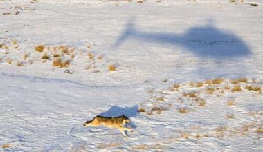 Another gray wolf has died, bringing total to 11 of 25 brought to Colorado