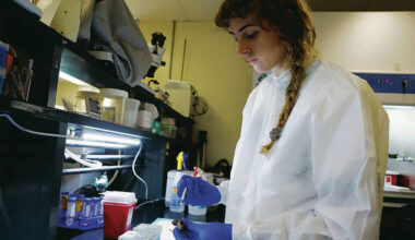 Virus to fight coconut rhinoceros beetle shows promising results