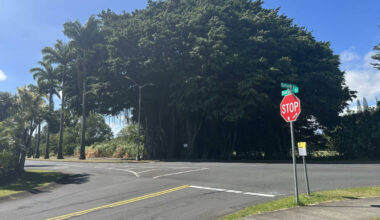 County: Removal of Hilo banyan tree underway