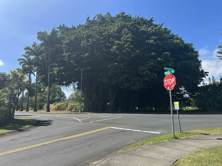County: Removal of Hilo banyan tree underway