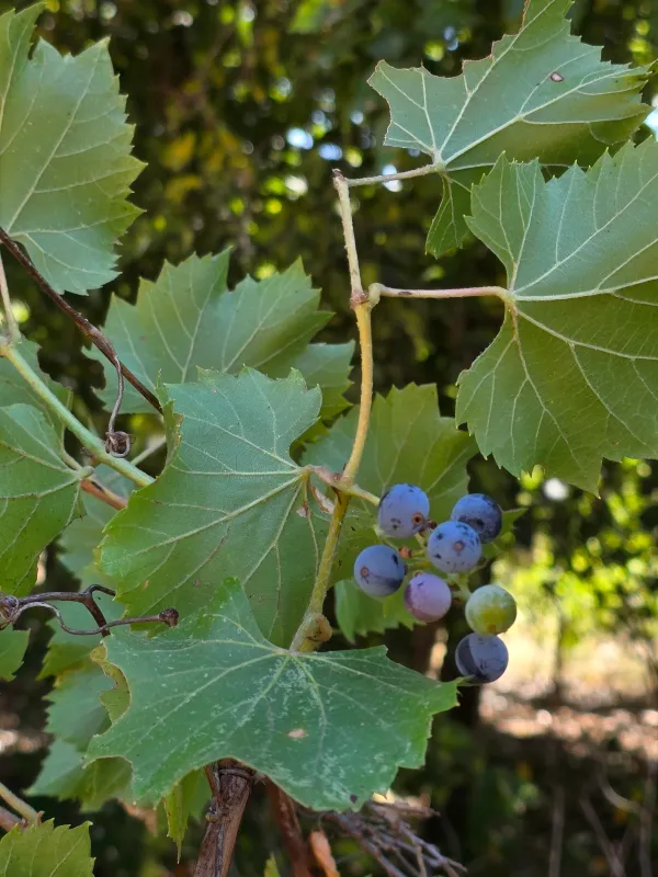 Vitis acerifolia in fruit