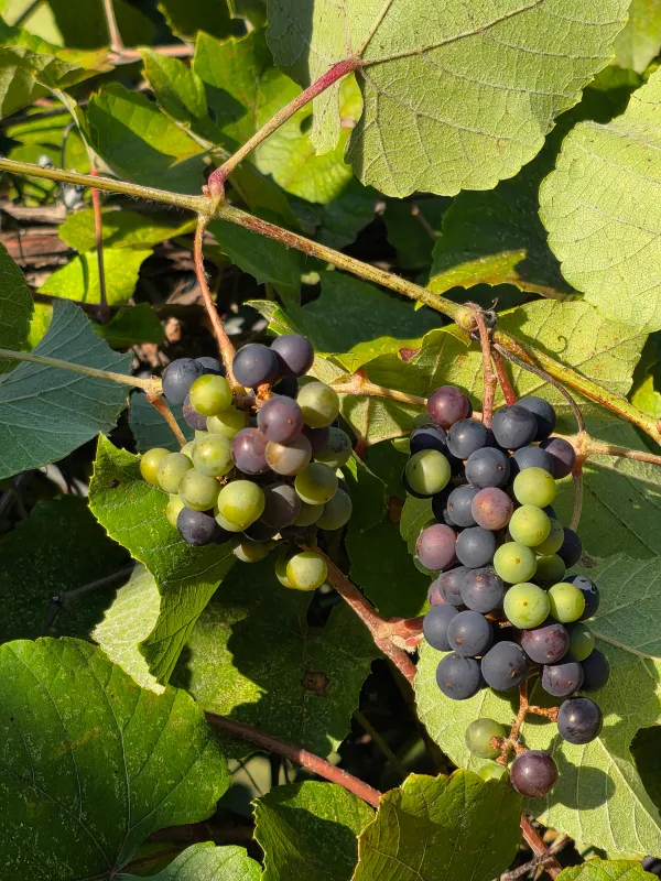 Vitis gerrathiana